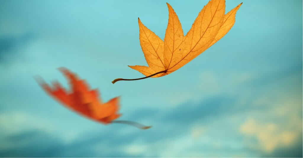 Leaves drifting down from the sky