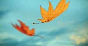 Leaves drifting down from the sky