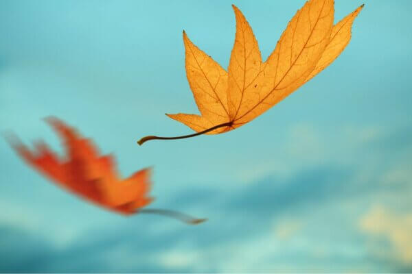Leaves drifting down from the sky
